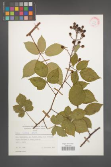 Rubus radula [KOR 25534]