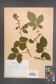 Rubus radula [KOR 25571]