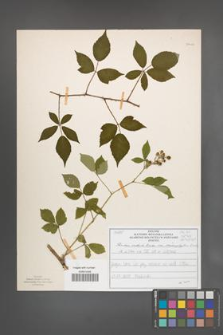 Rubus radula [KOR 51017]