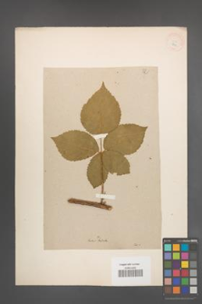 Rubus radula [KOR 18543]