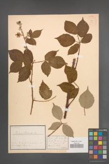 Rubus radula [KOR 18544]