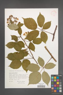 Rubus radula [KOR 31531]