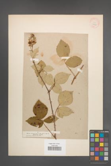 Rubus rhamnifolius [KOR 18542]