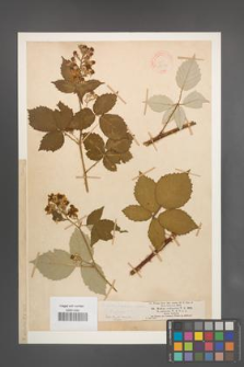 Rubus robustus [KOR 18537]