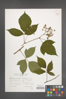 Rubus rudis [KOR 39667]