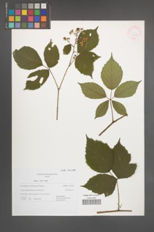 Rubus rudis [KOR 43697]