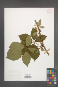 Rubus rudis [KOR 54342]