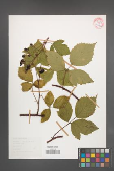 Rubus rudis [KOR 54343]