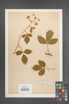 Rubus rudis [KOR 18550]