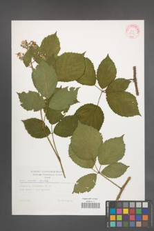 Rubus rudis [KOR 29265]