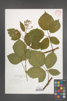 Rubus rudis [KOR 29286]
