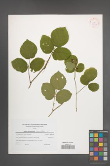 Rubus salisburgensis [KOR 38938]