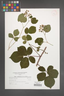 Rubus salisburgensis [KOR 39769]
