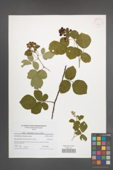 Rubus salisburgensis [KOR 41803]