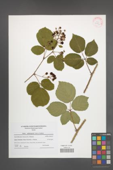 Rubus salisburgensis [KOR 41816]