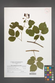 Rubus salisburgensis [KOR 40997]