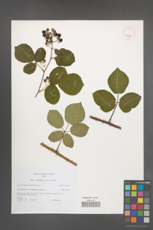 Rubus salisburgensis [KOR 46235]