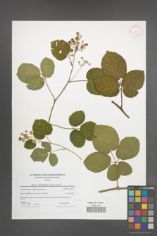 Rubus salisburgensis [KOR 42327]