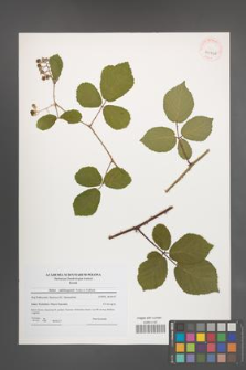 Rubus salisburgensis [KOR 40960]