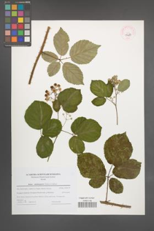 Rubus salisburgensis [KOR 44680]