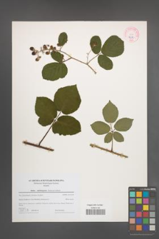 Rubus salisburgensis [KOR 44210]