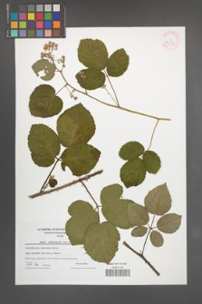 Rubus salisburgensis [KOR 42330]