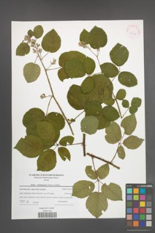 Rubus salisburgensis [KOR 42325]