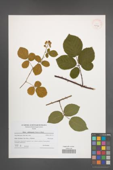 Rubus salisburgensis [KOR 40789]