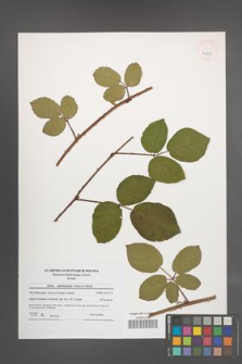 Rubus salisburgensis [KOR 41131]