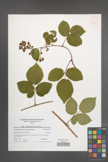 Rubus salisburgensis [KOR 41102]