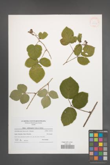 Rubus salisburgensis [KOR 41242]