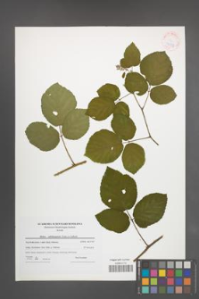 Rubus salisburgensis [KOR 42333]