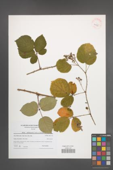 Rubus salisburgensis [KOR 40735]