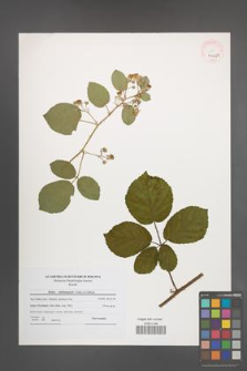 Rubus salisburgensis [KOR 40669]