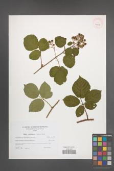 Rubus salisburgensis [KOR 40573]