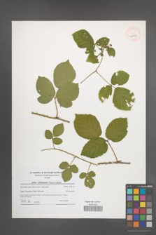 Rubus salisburgensis [KOR 40903]