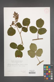 Rubus salisburgensis [KOR 29594]