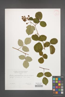 Rubus salisburgensis [KOR 29590]