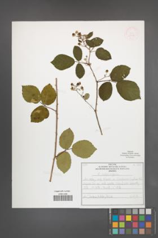 Rubus salisburgensis [KOR 52098]