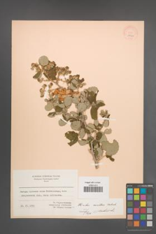 Rubus sanctus [KOR 18564]