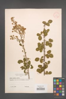 Rubus sanctus [KOR 18570]