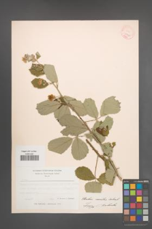 Rubus sanctus [KOR 18567]
