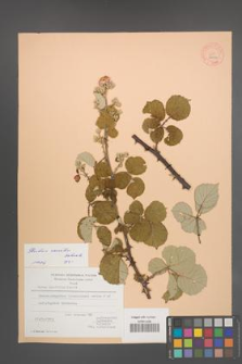 Rubus sanctus [KOR 27099]