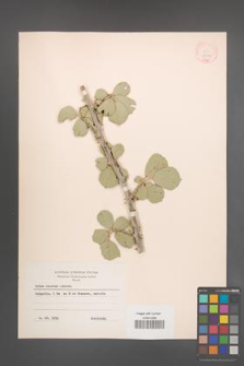 Rubus sanctus [KOR 18572]