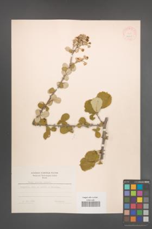 Rubus sanctus [KOR 18569]