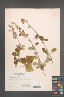 Rubus sanctus [KOR 18561]