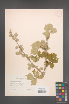 Rubus sanctus [KOR 18573]