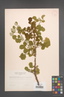 Rubus sanctus [KOR 18574]