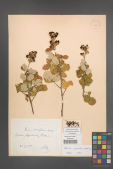 Rubus sanctus [KOR 18629]