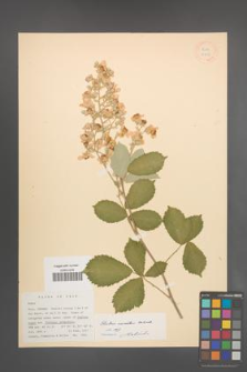 Rubus sanctus [KOR 18559]